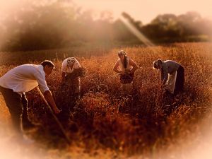 Konkurs fotograficzny "Żniwa w obiektywie" miejsce I