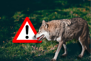 Uwaga wilki! Prosimy o zachowanie szczególnej ostrożności!