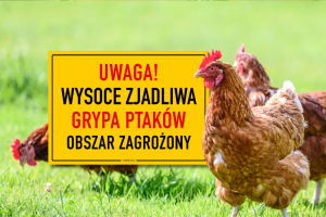 Informacja dla mieszkańców - wysoce zjadliwa grypa ptaków (HPAI)