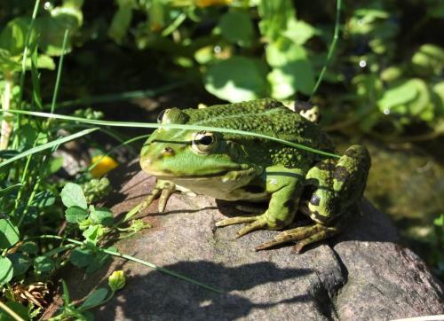 Piękna Zagroda - wyniki etapu gminnego