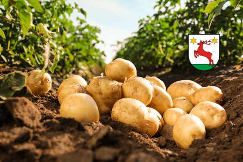 Komunikat dla podmiotów zajmujących się uprawą bulw ziemniaków konsumpcyjnych lub przemysłowych