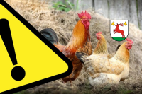 Ważny komunikat dla hodowców drobiu