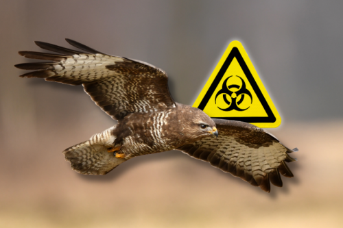 Komunikat o stwierdzeniu HPAI u myszołowa w lasach na terenie Rozgart gm. Zławieś Wielka