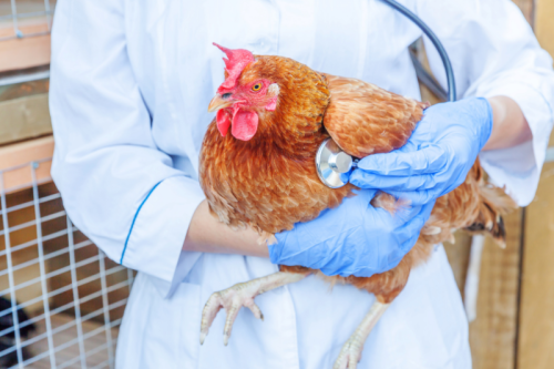 Komunikat Powiatowego Lekarza Weterynarii w Toruniu