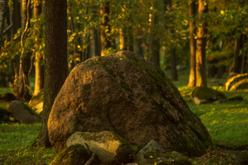 Pomnik  Przyrody Pamięci Andrzeja Hermanna w Olku