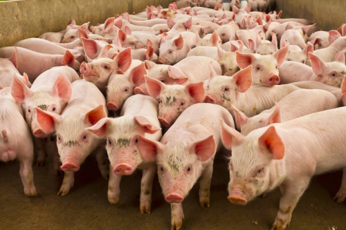 Komunikat Powiatowego Lekarza Weterynarii w Toruniu dotyczący Afrykańskiego Pomoru Świń (ASF)